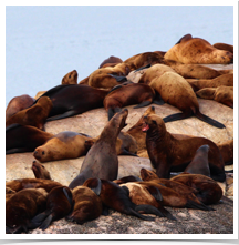 Stellar Sea Lions - Lounging Stellar Sea Lions - Lounging